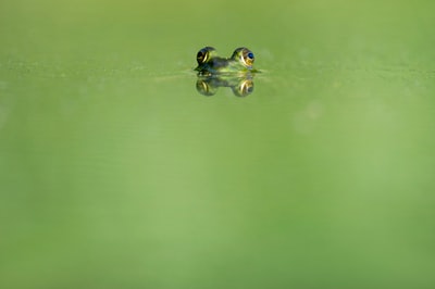 在水上游泳的绿青蛙